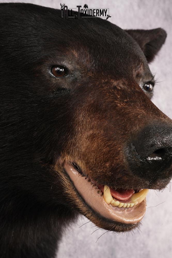 XL Black Bear Shoulder Mount SKU 3182 - Image 3