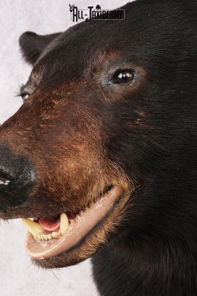 XL Black Bear Shoulder Mount SKU 3182 - Image 2