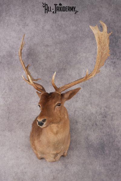 Chocolate Fallow Deer SKU 3177