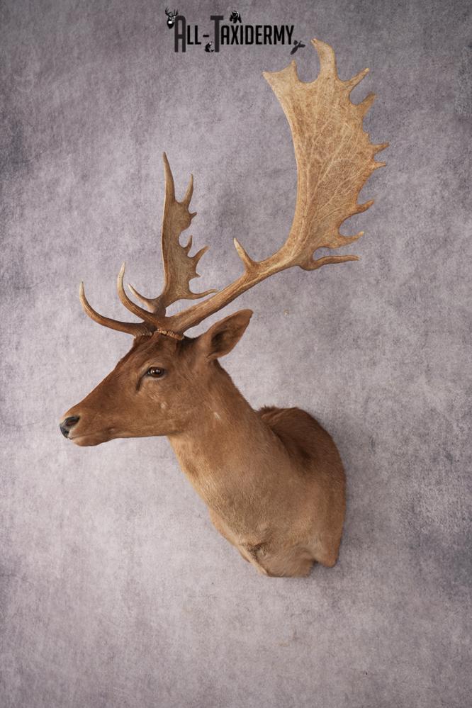 Chocolate Fallow Deer SKU 3177 - Image 8