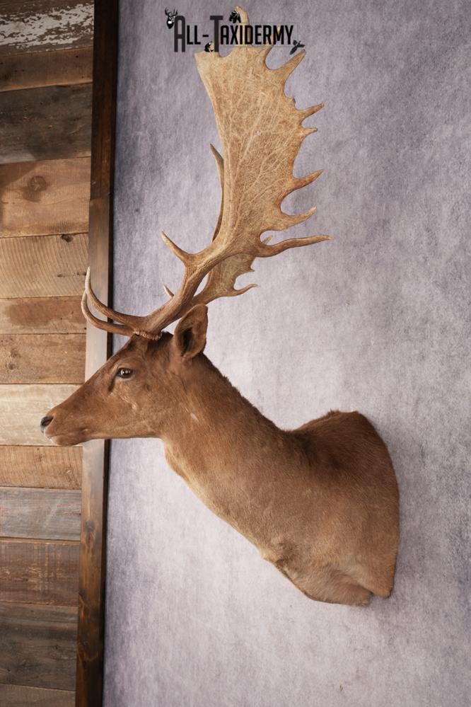 Chocolate Fallow Deer SKU 3177 - Image 7