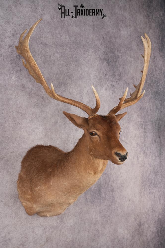 Chocolate Fallow Deer SKU 3177 - Image 6