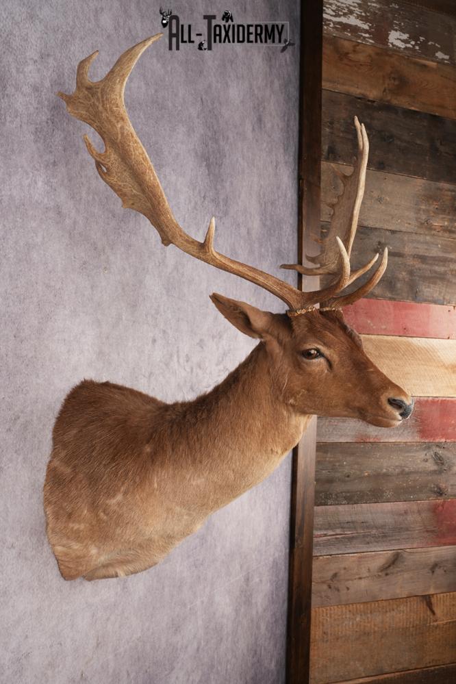 Chocolate Fallow Deer SKU 3177 - Image 5