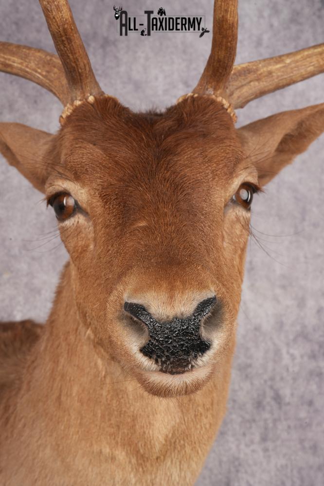 Chocolate Fallow Deer SKU 3177 - Image 4