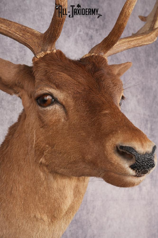 Chocolate Fallow Deer SKU 3177 - Image 3