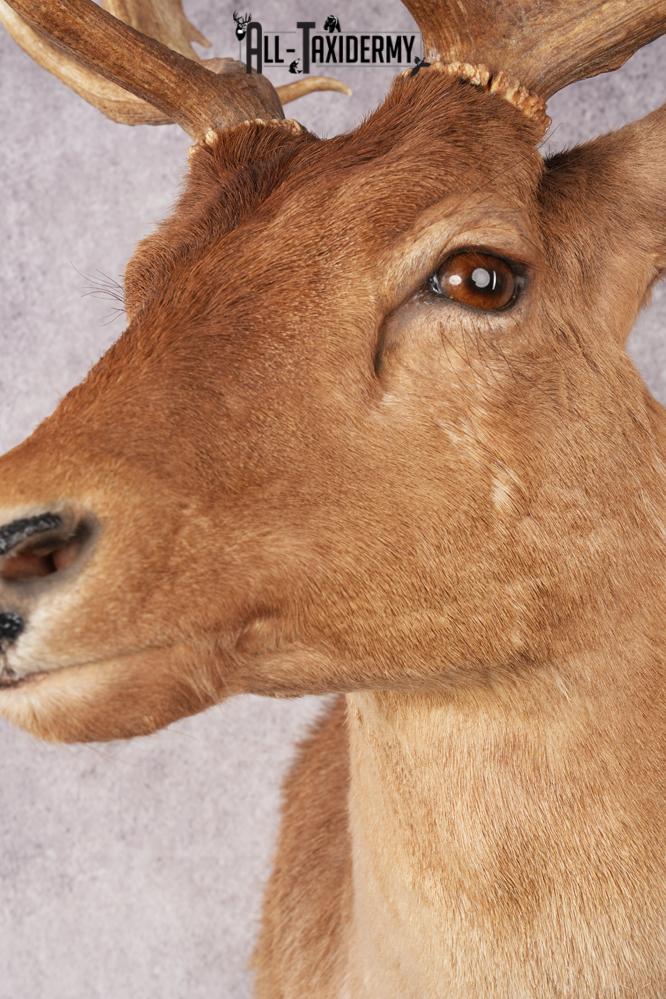 Chocolate Fallow Deer SKU 3177 - Image 2