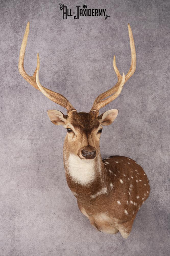 Axis Deer Shoulder Mount SKU 3179