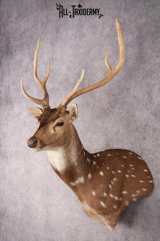 Axis Deer Shoulder Mount SKU 3179 - Image 10