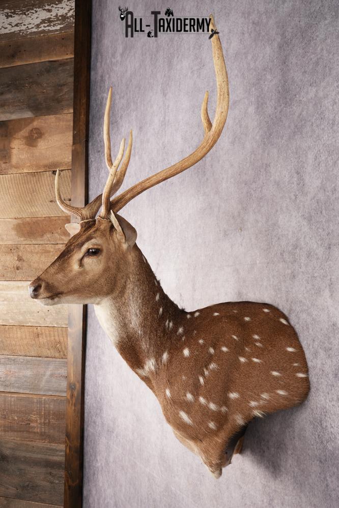 Axis Deer Shoulder Mount SKU 3179 - Image 9