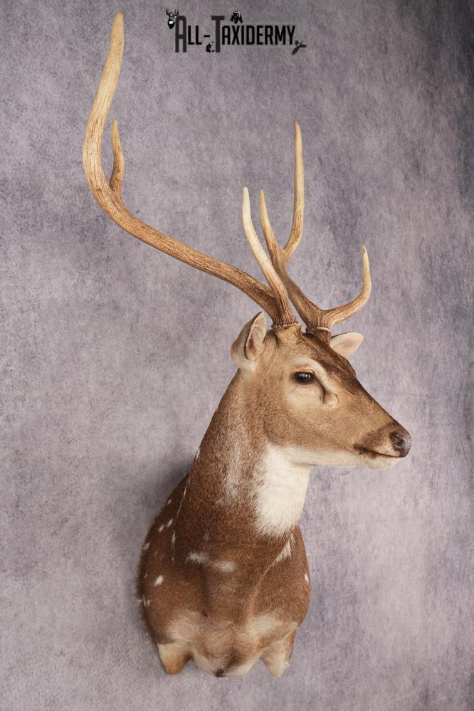 Axis Deer Shoulder Mount SKU 3179 - Image 8