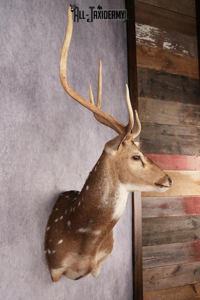 Axis Deer Shoulder Mount SKU 3179 - Image 7