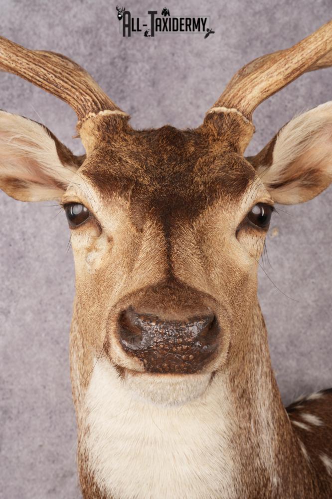 Axis Deer Shoulder Mount SKU 3179 - Image 6