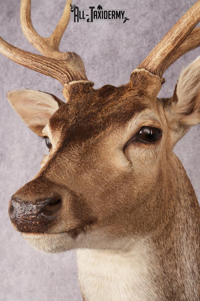 Axis Deer Shoulder Mount SKU 3179 - Image 5