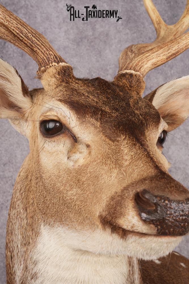 Axis Deer Shoulder Mount SKU 3179 - Image 4