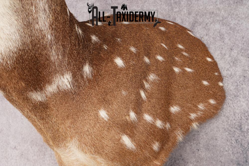 Axis Deer Shoulder Mount SKU 3179 - Image 3