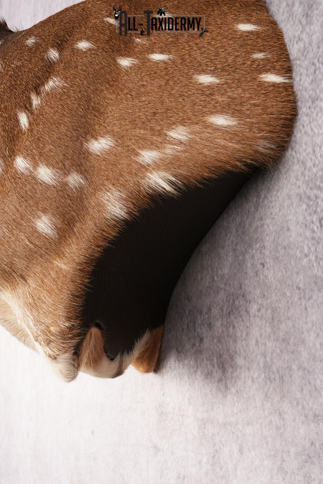 Axis Deer Shoulder Mount SKU 3179 - Image 2