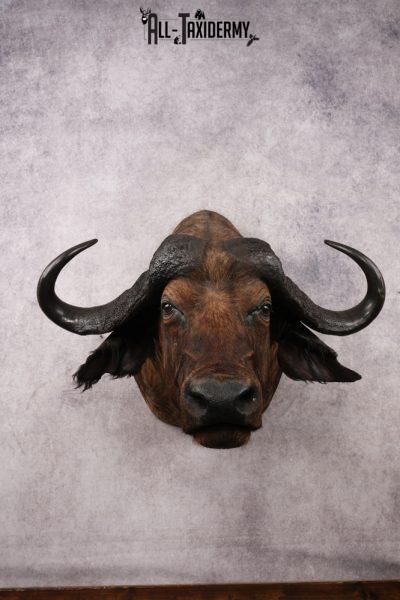 African Savannah Cape Buffalo SKU 3148