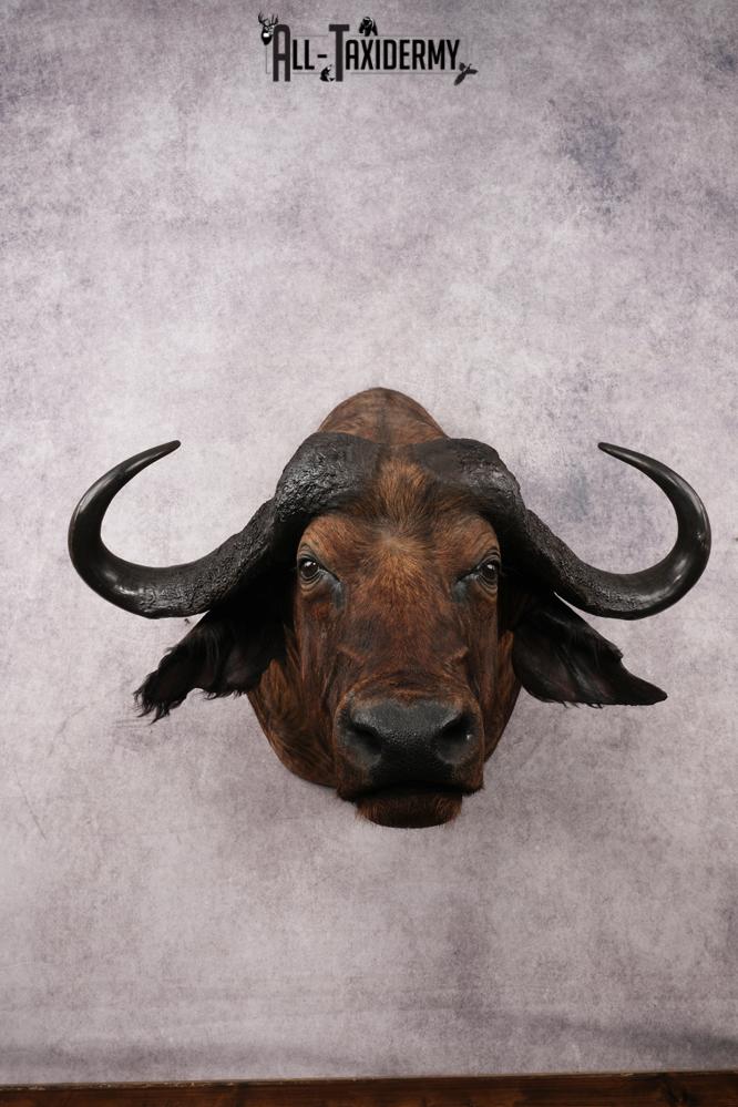 African Savannah Cape Buffalo SKU 3148