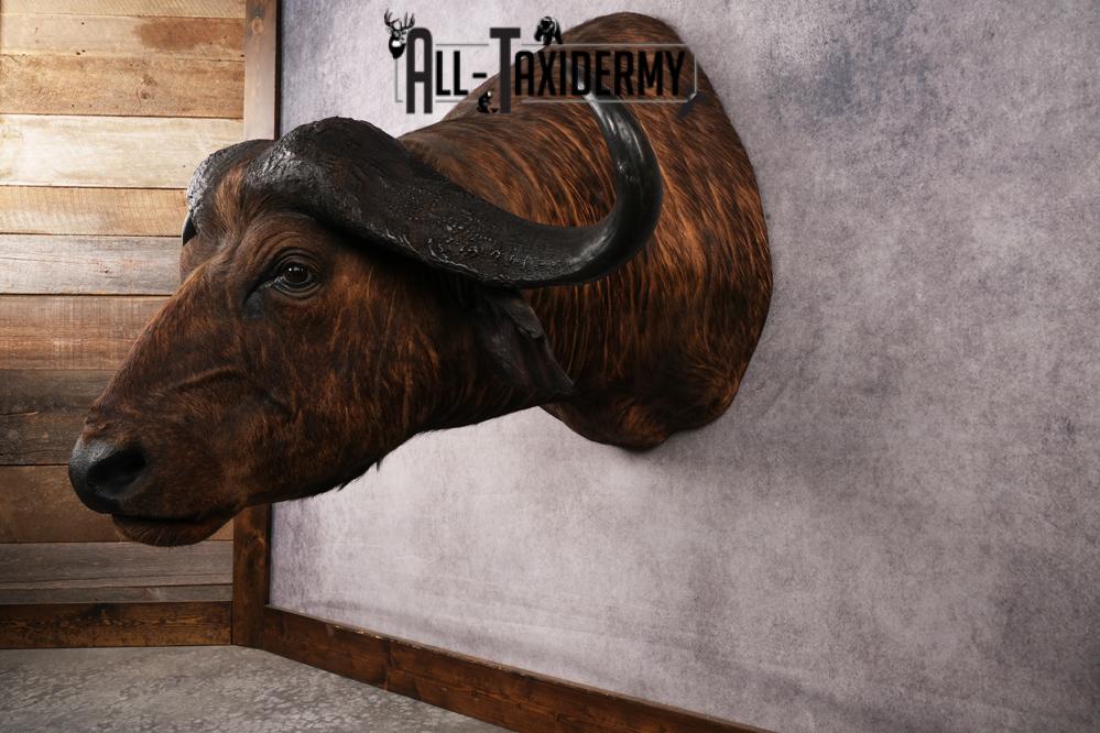 African Savannah Cape Buffalo SKU 3148 - Image 8