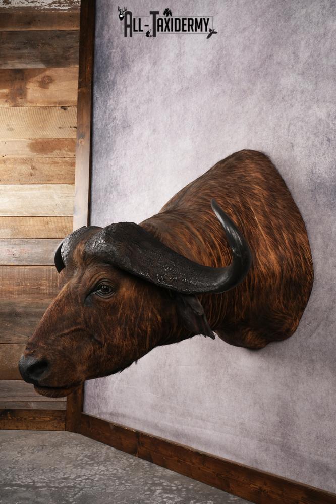 African Savannah Cape Buffalo SKU 3148 - Image 7