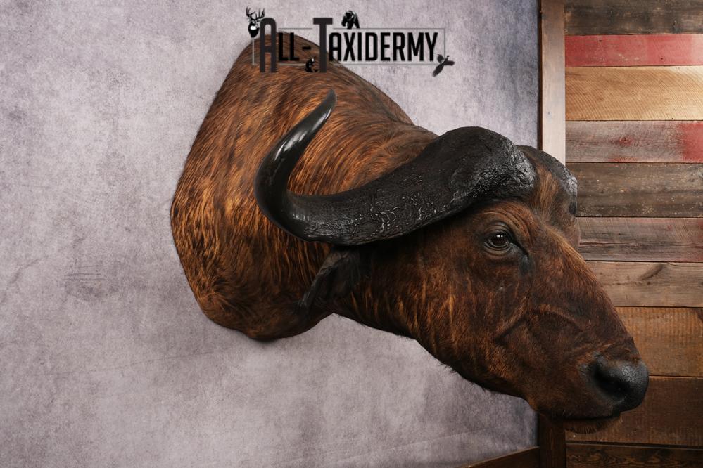 African Savannah Cape Buffalo SKU 3148 - Image 6