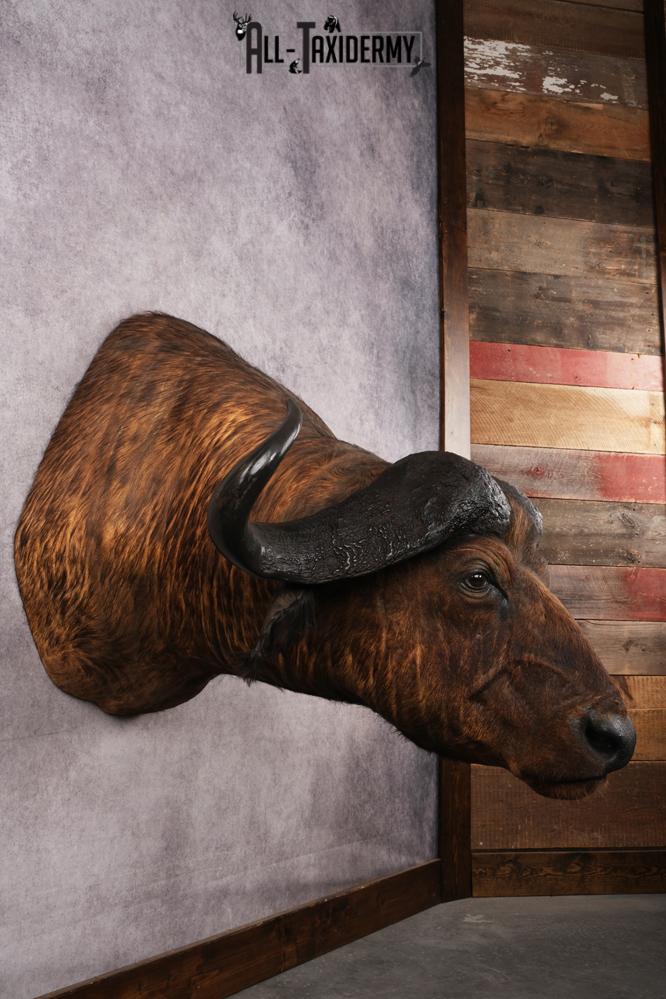 African Savannah Cape Buffalo SKU 3148 - Image 5