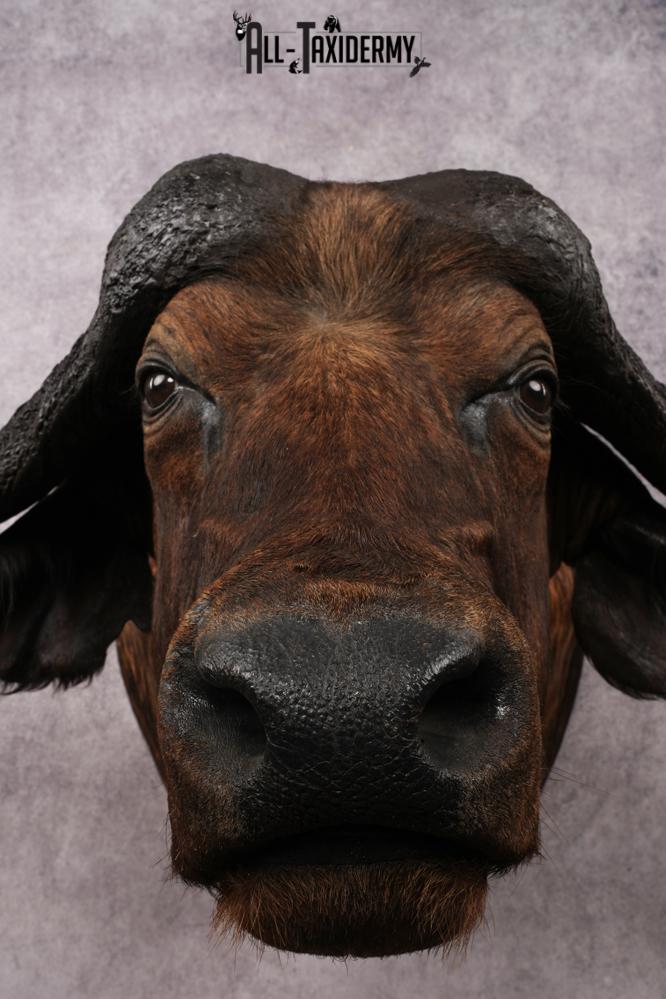 African Savannah Cape Buffalo SKU 3148 - Image 4