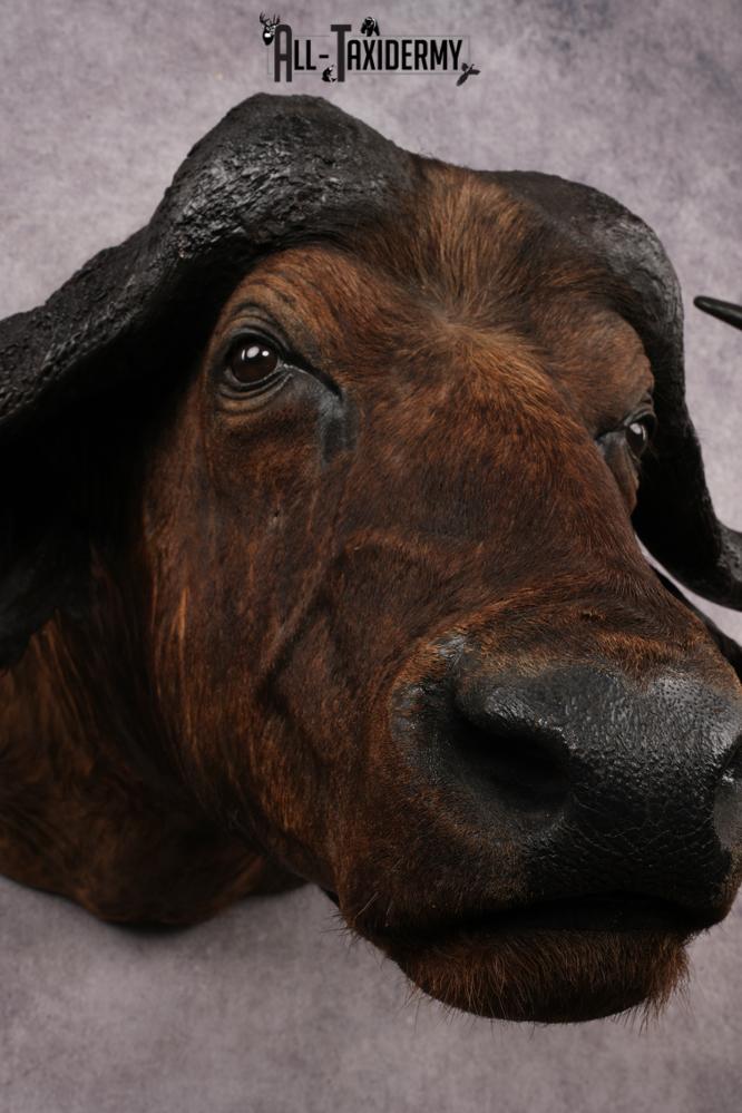 African Savannah Cape Buffalo SKU 3148 - Image 3