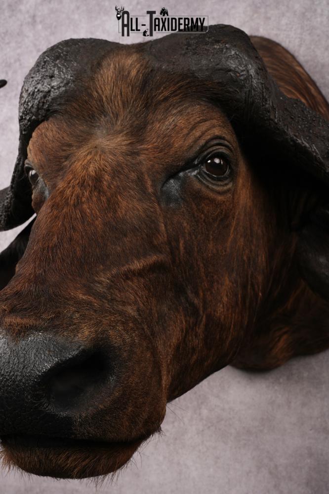 African Savannah Cape Buffalo SKU 3148 - Image 2