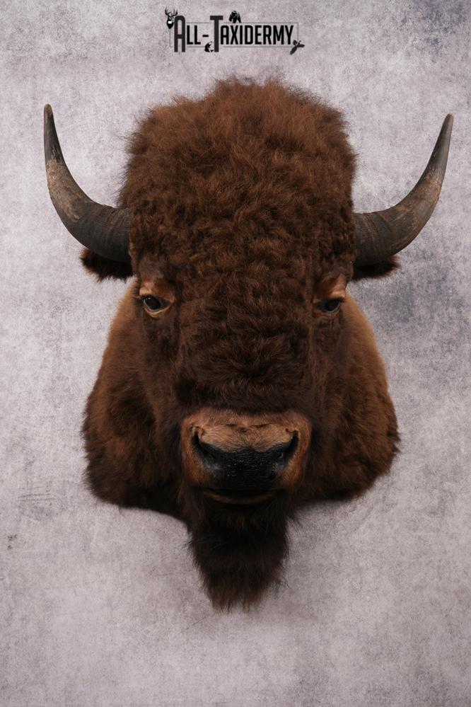 XL Bison Shoulder Mount SKU 3186