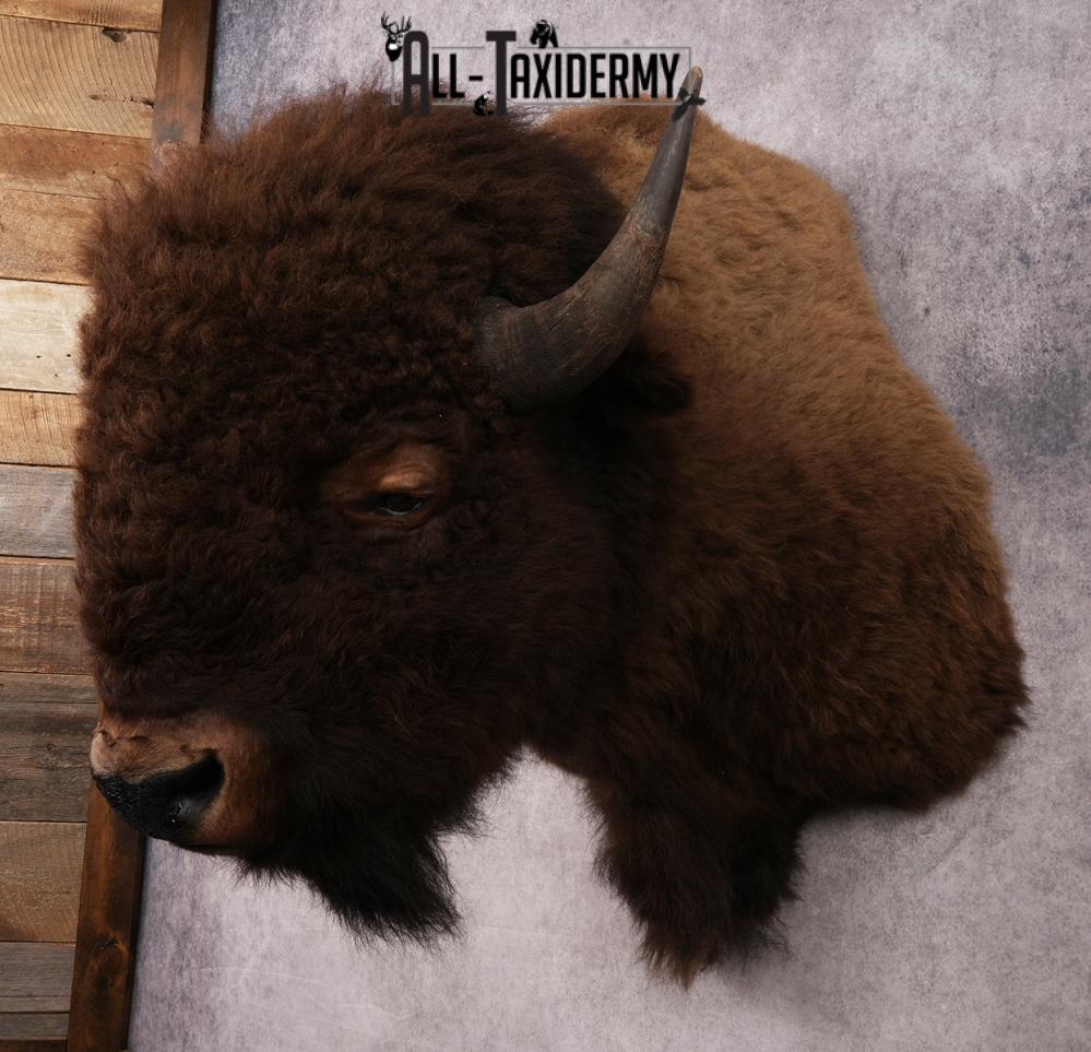 XL Bison Shoulder Mount SKU 3186 - Image 8