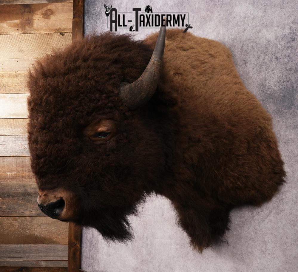 XL Bison Shoulder Mount SKU 3186 - Image 7