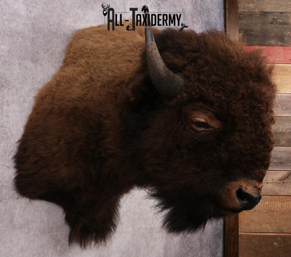 XL Bison Shoulder Mount SKU 3186 - Image 6