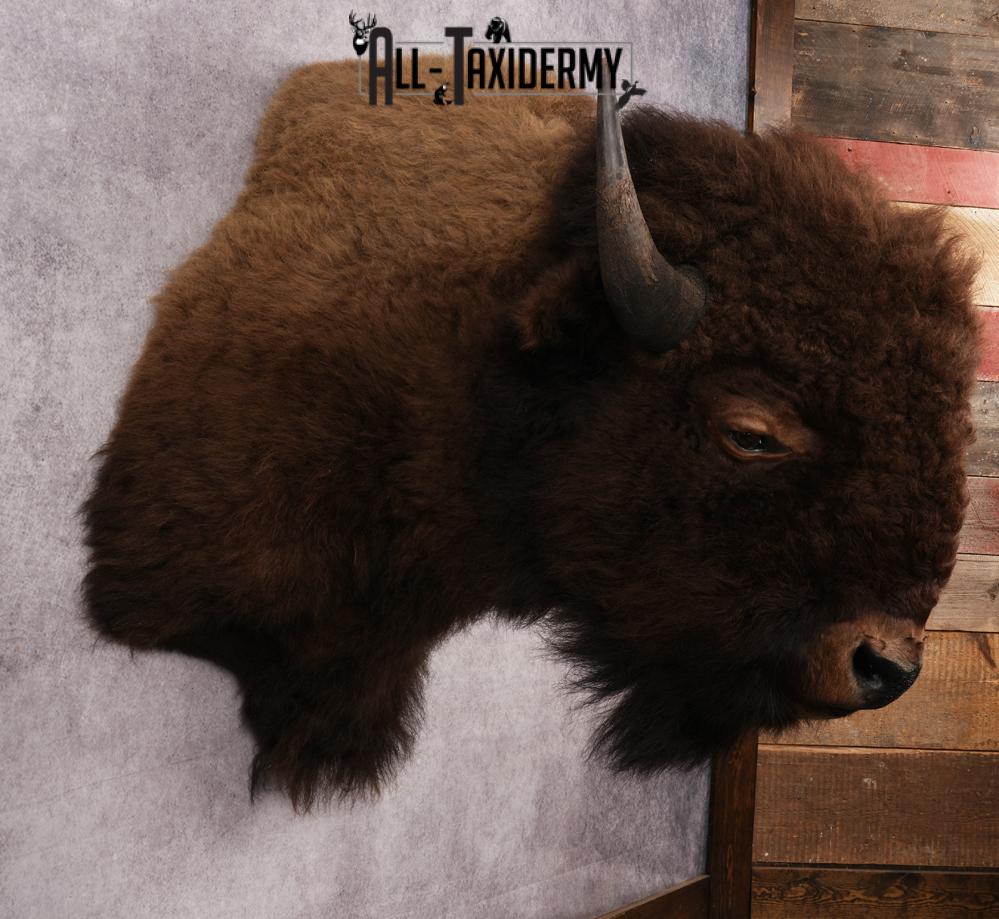 XL Bison Shoulder Mount SKU 3186 - Image 5