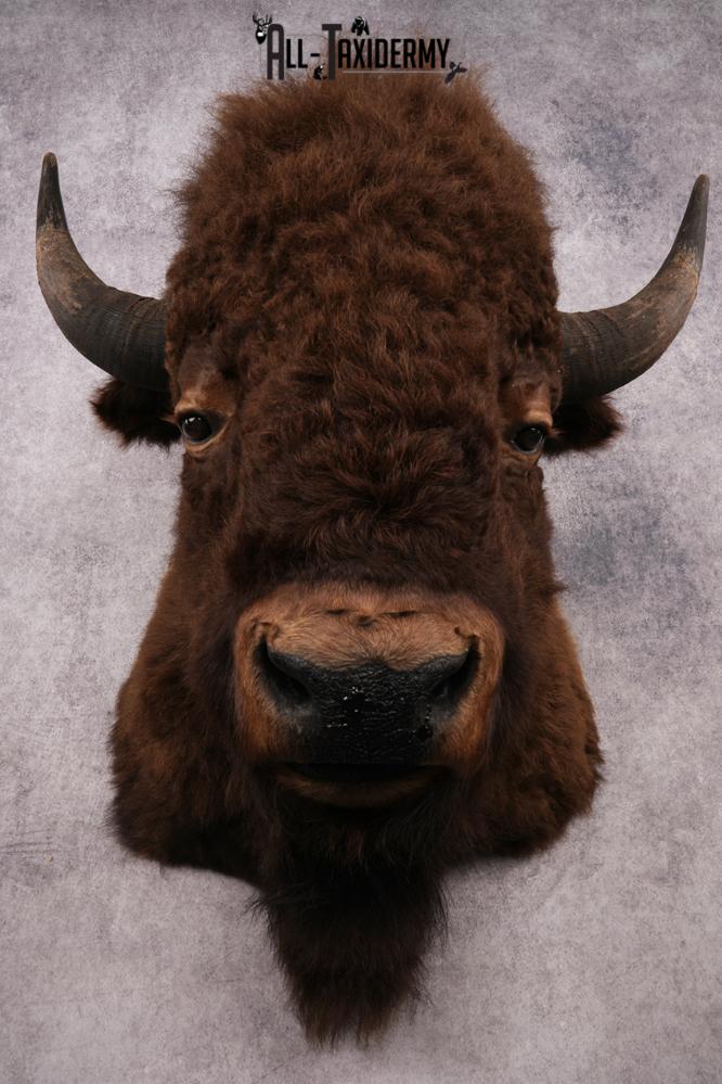 XL Bison Shoulder Mount SKU 3186 - Image 4