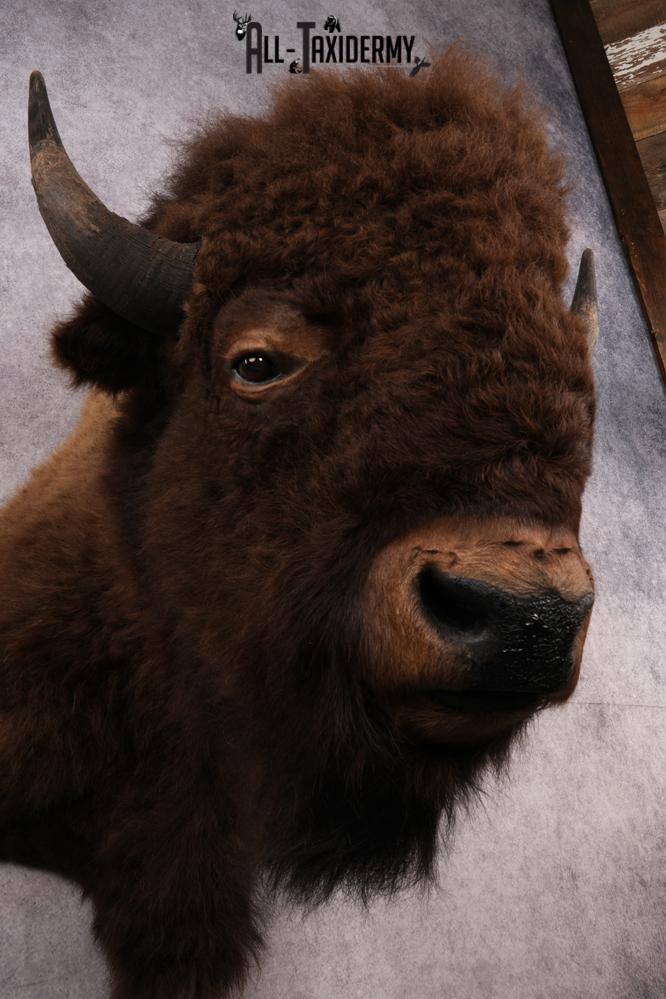 XL Bison Shoulder Mount SKU 3186 - Image 3