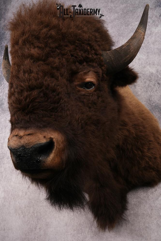 Bison Head