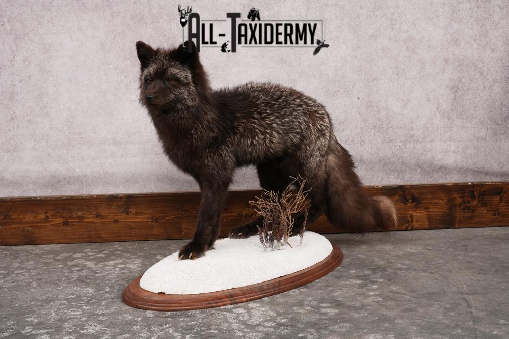 Silver Fox SKU 3184 - Image 10