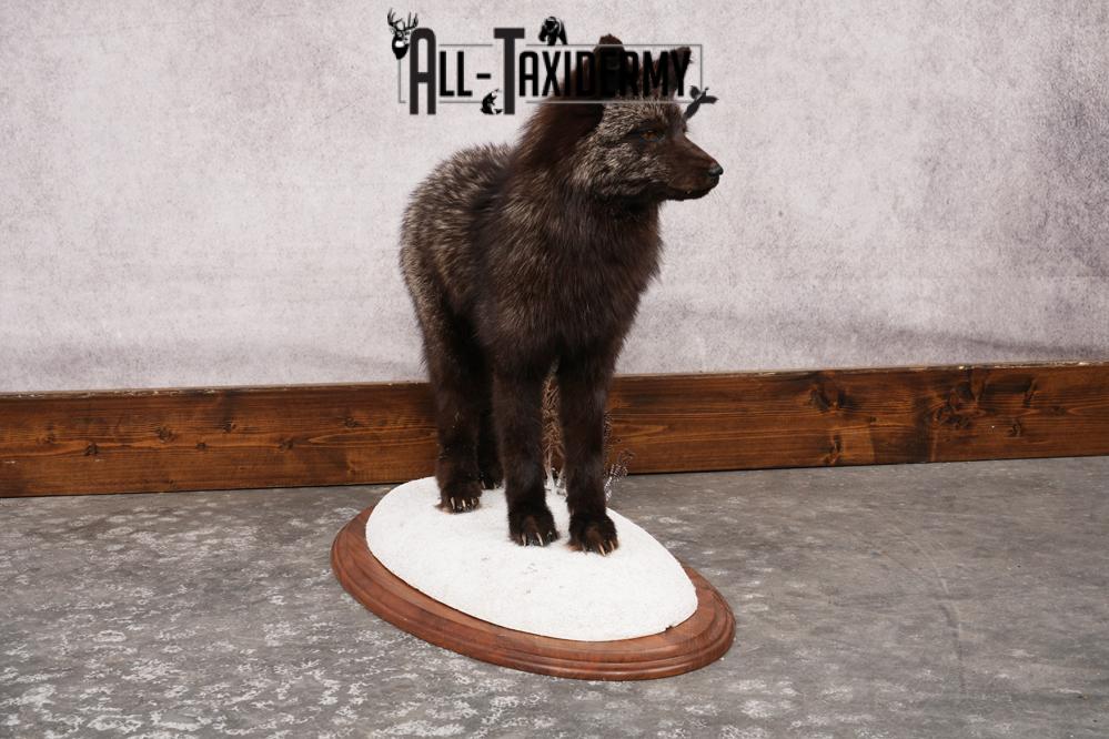 Silver Fox SKU 3184 - Image 9