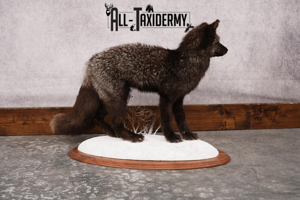 Silver Fox SKU 3184 - Image 8