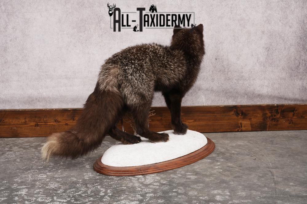 Silver Fox SKU 3184 - Image 7