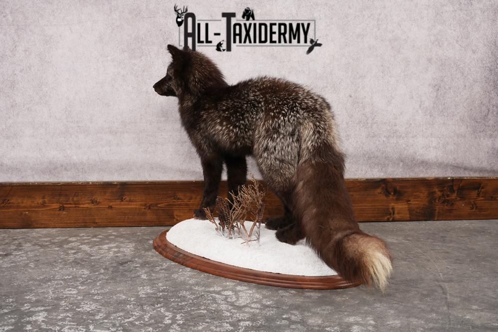 Silver Fox SKU 3184 - Image 6