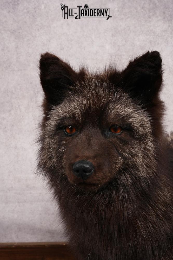 Silver Fox SKU 3184 - Image 5