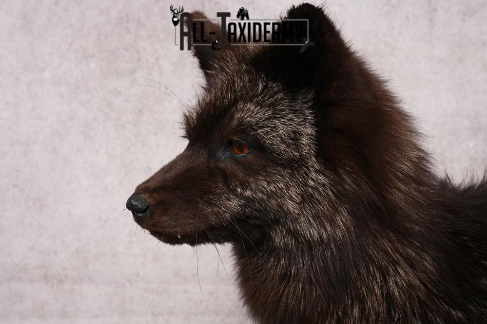 Silver Fox SKU 3184 - Image 3