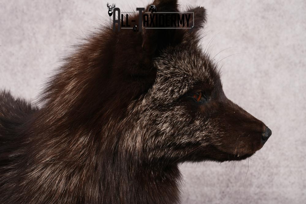 Silver Fox SKU 3184 - Image 2