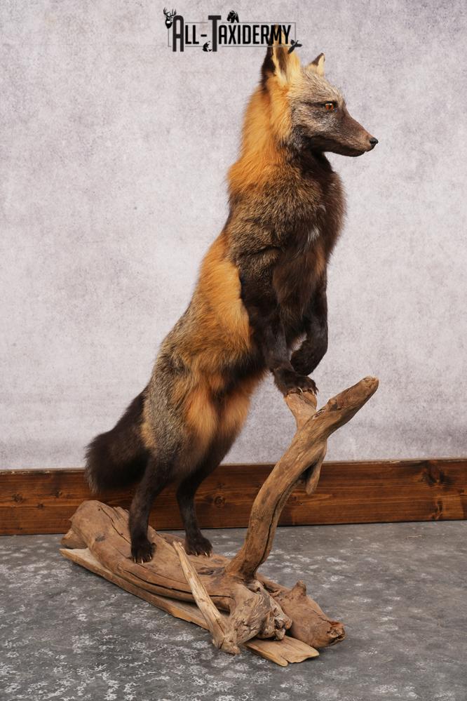 Cross Fox SKU 3164 - Image 9