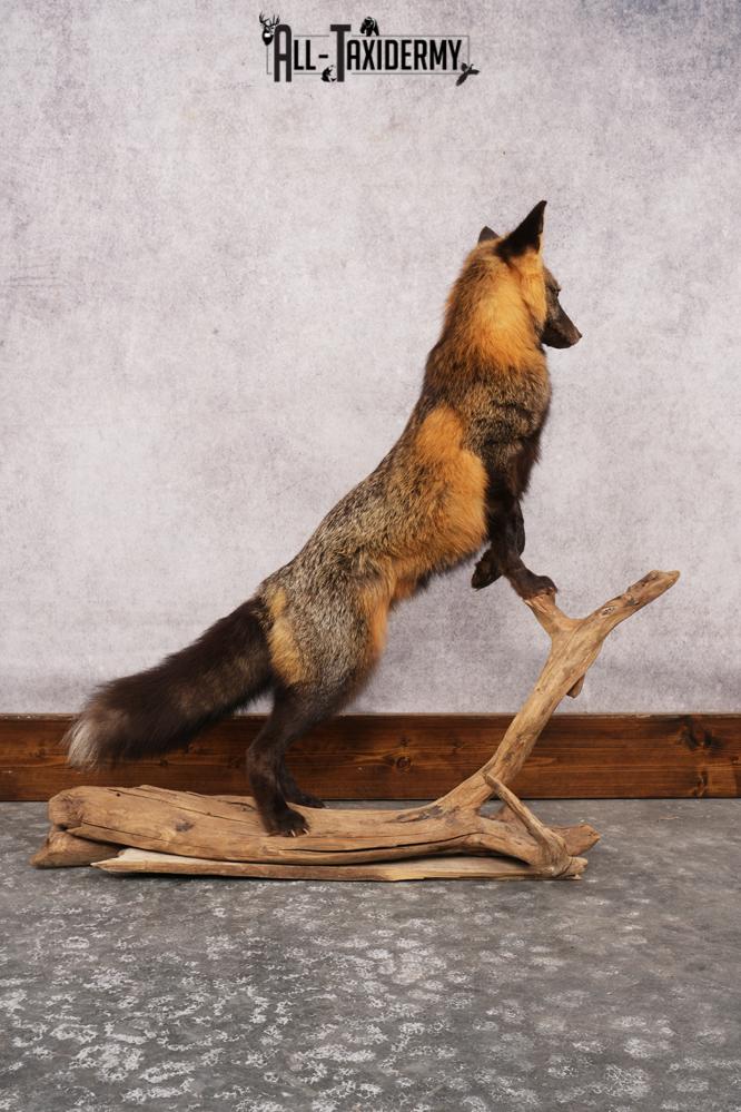 Cross Fox SKU 3164 - Image 8