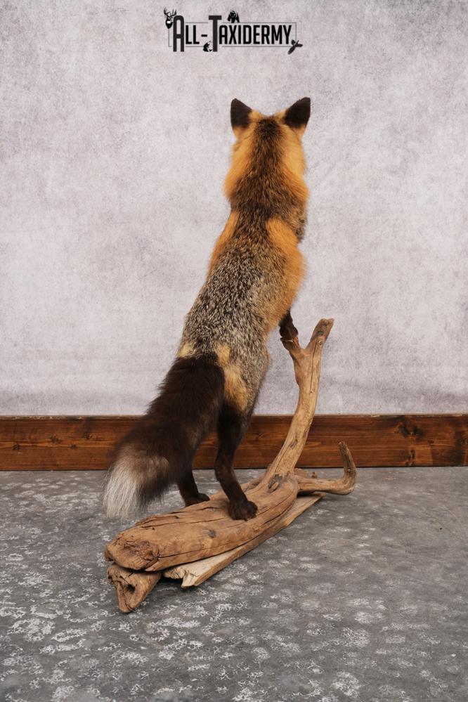 Cross Fox SKU 3164 - Image 7