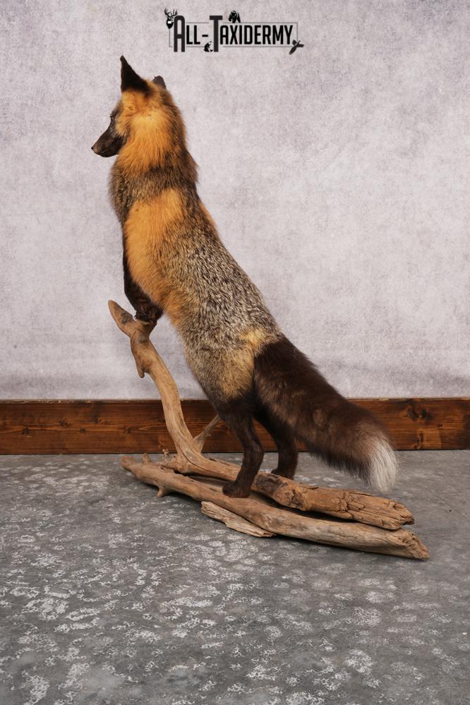 Cross Fox SKU 3164 - Image 6