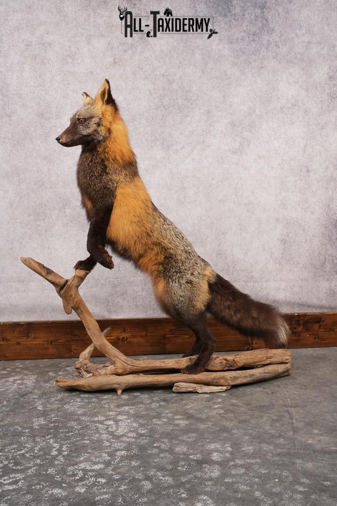 Cross Fox SKU 3164 - Image 5